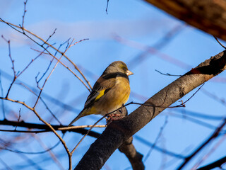 木の枝にとまるカワラヒワ