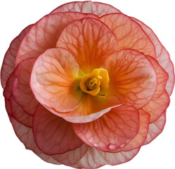 Begonia clipart. A cute Begonia flower icon. 