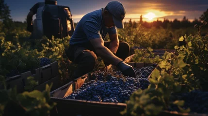 Fotobehang A man is picking blueberries and putting them in boxes ready to be shipped overseas. Evening atmosphere © suteeda