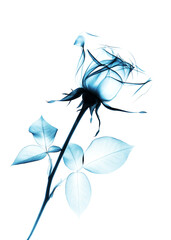 X Ray of a Rose Flower on a white background - obrazy, fototapety, plakaty