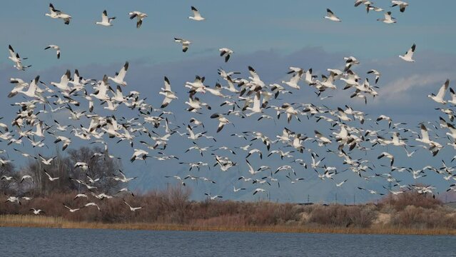 Snow geese filling the sky as they fly over reservoir in Utah during migration in winter.