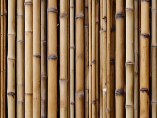Golden yellow bamboo texture, dried bamboo wall or fence background, bamboo background