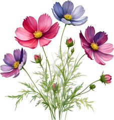 Watercolor painting of a bouquet of Cosmos flowers.
