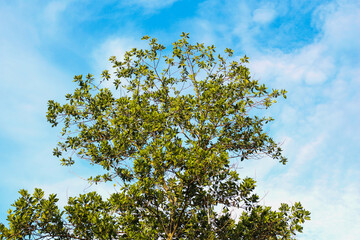 You can see the tip of the tree with green leaves against the blue sky