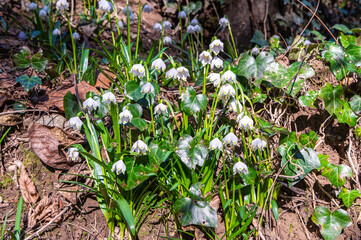 spring snowflake (Leucojum vernum), blooming in a swamp forest, Spring Valley in the South Tyrol, northern Italy. Selective focus and blurred background