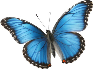 Colorful and elegant butterfly image.