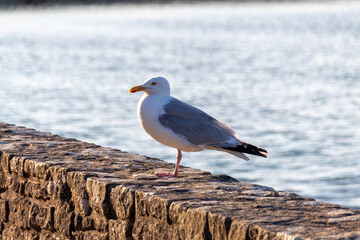 seagull on a rock