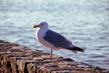 seagull on a rock