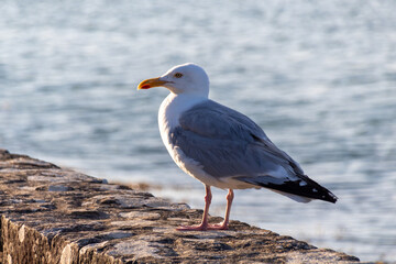 seagull on a rock