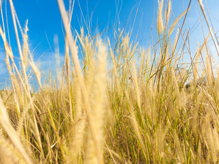 field of wheat