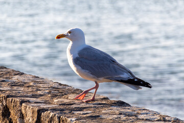 seagull on a rock