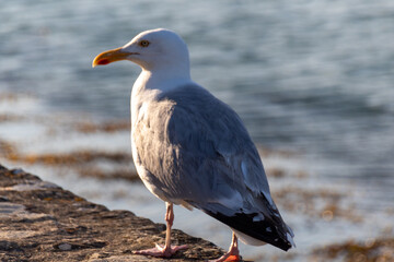 seagull on a rock