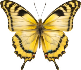 Colorful and elegant butterfly image.