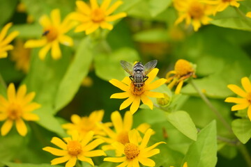 An insect is pollinating a flower that is blooming. Honey bees fly over a field of yellow flowers. Floral background
