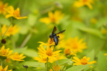 An insect is pollinating a flower that is blooming. Honey bees fly over a field of yellow flowers. Floral background
