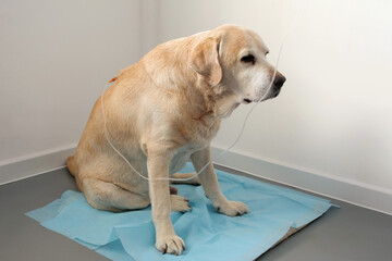 Old sad yellow labrador retriever sitting on the floor and getting hypodermic drip infusion for dog with kidney failure. Concept of illness and veterinary clinic. 