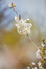 Kirschblütenbaum im Mai, Baumreihe im Bad Sassendorfer Kurpark