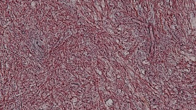 Histological Cerebellum human And Spinal cord human under the microscope for education.