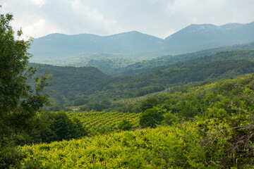 Vineyards surrounded by mountains in a mountain valley. Landscape