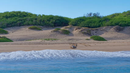 The Hawaiian monk seal (Neomonachus schauinslandi) lying on the sandy beach  at Napali Coast, Kauai...