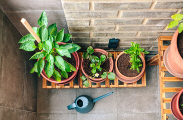 Top view of small vegetable garden on balcony of town apartment with varieties of green plants growing on a ceramic pots over wood shelf. Urban sustainable organic garden concept.