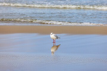 Sea gull walking on the sand by water of the Baltic Sea, the foamy water of the Baltic Sea, Island Wolin, Miedzyzdroje, Poland