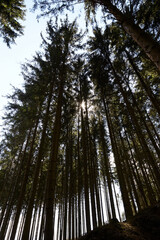Fototapeta premium Waldgebiet, Cobbenrode, Sauerland, HSK, Sommer 2023