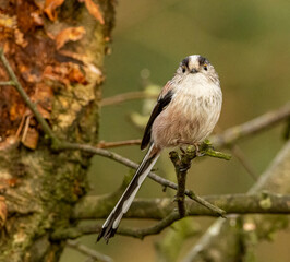 Cute little long tailed tit perched on a branch in the woodland with natural green forest background