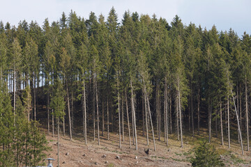 Obraz premium Waldgebiet, Cobbenrode, Sauerland, HSK, Sommer 2023