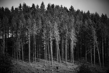 Waldgebiet, Cobbenrode, Sauerland, HSK, Sommer 2023