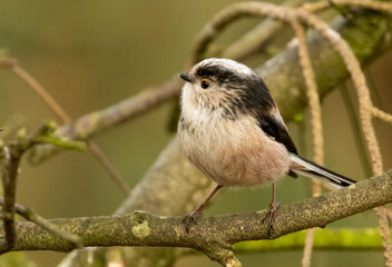 Close up of a cute little long tailed tit perched on a branch in the woodland