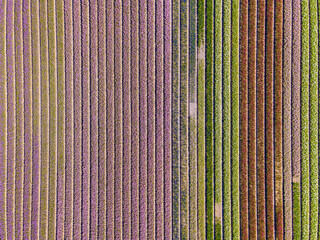 Hyacinth fields in Holland, the Netherlands
