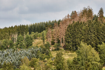 Waldgebiet, Cobbenrode, Sauerland, HSK, Sommer 2023