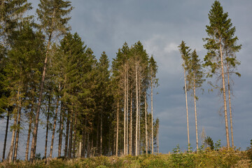 Waldgebiet, Cobbenrode, Sauerland, HSK, Sommer 2023