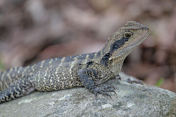 Water dragon - lizard on a stone