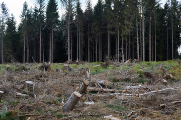 Waldgebiet, Cobbenrode, Sauerland, HSK, Sommer 2023