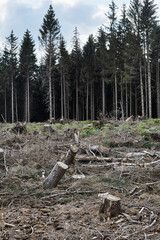 Waldgebiet, Cobbenrode, Sauerland, HSK, Sommer 2023