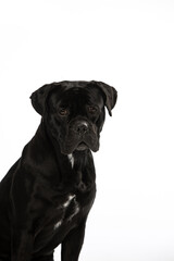 Italian Cane Corso on a white background