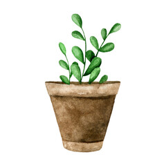 Watercolor hand drawn houseplant in a clay pot. Isolated illustration of a garden green plant on a white background for label, packaging, print, card, decor