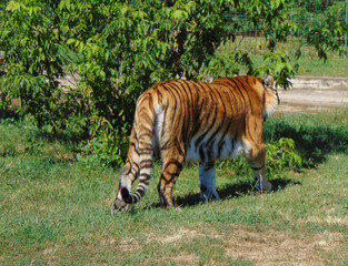 Siberian tiger at the Oradea Zoo, Romania