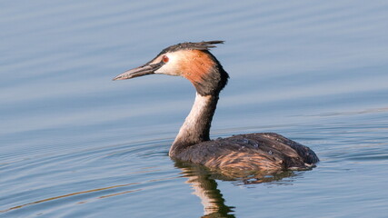 great crested grebe