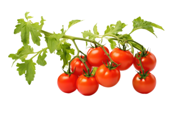 A bunch of ripe red tomatoes, still attached to their vine, hang gracefully from a sturdy branch against a blue sky backdrop. on a White or Clear Surface PNG Transparent Background.
