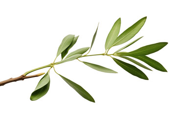 Close up photo of an olive branch with vibrant green leaves. on a White or Clear Surface PNG Transparent Background.