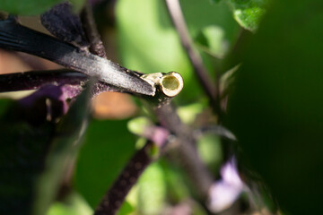 茄子の茎を食害され折れた写真