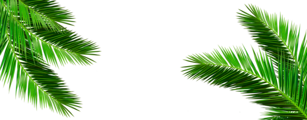 palm tree leaf isolated on white banner