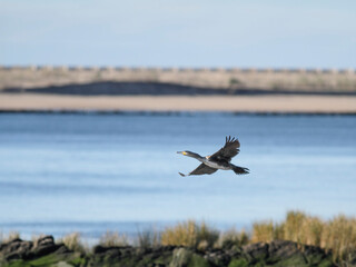 Cormorant in flight over river