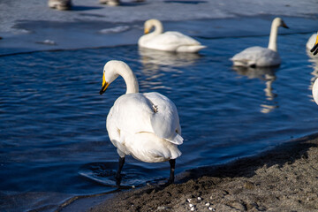 北海道　弟子屈　屈斜路湖　白鳥　冬　ポップコーンを食べる白鳥
