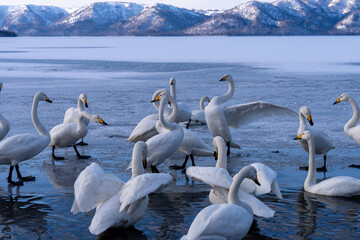 北海道　弟子屈　屈斜路湖　白鳥　冬　ポップコーンを食べる白鳥