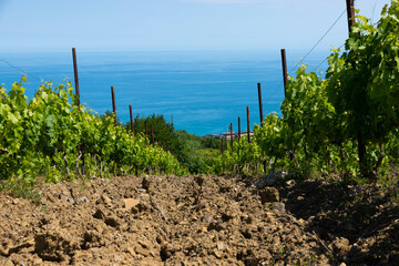 Rain clouds over mountains and a valley with a green vineyard.