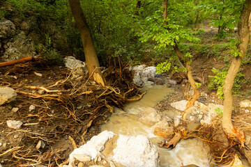 Exposed tree roots following recent floods have caused coastal erosion.